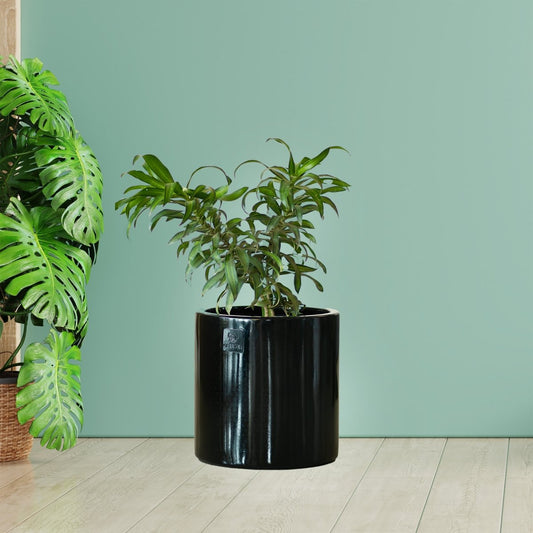 Kezevel Indoor Outdoor FRP Planter - Lightweight and Durable Glossy Black Cylindrical Flower Pot, Planter for Garden Décor